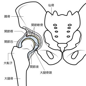 股関節の症状(痛み・歩きづらい) | 川崎市幸区の川崎中央クリニック 矢向駅すぐの整形外科・脳神経外科・脳ドック・ 内科・消化器内科・循環器内科